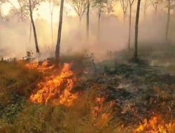 Musim Kemarau 2025, BPBD Ketapang Siaga Penuh Hadapi Ancaman Karhutla